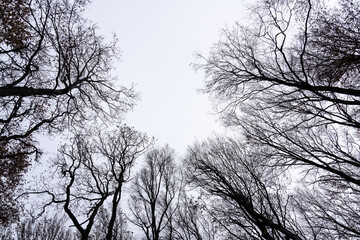 Bare crowns of trees against the sky