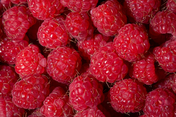 Lots of ripe pink raspberries close-up