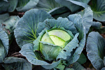 Big cabbage in a vegetable garden in the village. natural vitamins