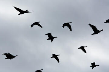 Gänse im Gegenlicht vor wolkenverhangenem Himmel