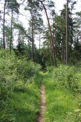 Obraz premium Nordpfad Wanderung im Landkreis Rotenburg (Wümme)