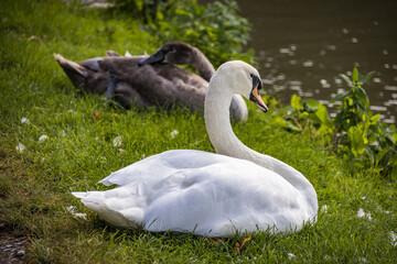 Swans relaxing!