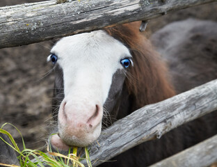 Blue eyed pony foal