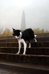 border collie dog in autumn park