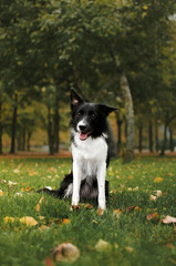 border collie dog in autumn park