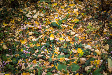 Obraz premium Autumn in Rodopi Mountain