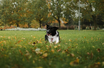 border collie dog in autumn park
