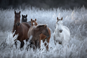 Herd Of Altai Free Grazing Adult Horses Of Various Colors And A Foal In An Autumn Morning Among The Grass In Snow-White Hoarfrost. Great Siberian Horse In The Pasture. West Siberia, Altai Mountains. - 389233987