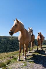 Obraz na płótnie Canvas Haflinger Pferde am Weg in den Bergen ohne Menschen