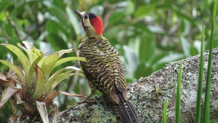 Colaptes punctigula