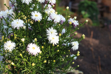 Bouquet of white asters. Blooming plant in the autumn garden.