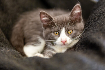 portrait of a gray and white kitten