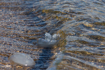 On a pebble beach jellyfish in the water.