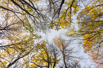 Autumn. Crowns of trees. View from bottom to top