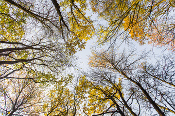 Autumn. Crowns of trees. View from bottom to top