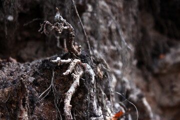 tree roots