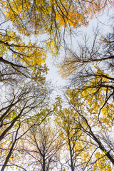 Autumn. Crowns of trees. View from bottom to top