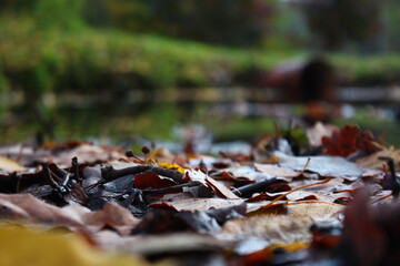 autumn leaves on the ground