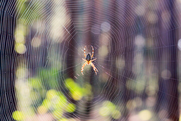 spider on web
