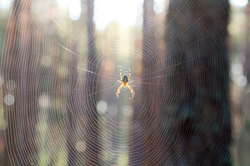 spider on web