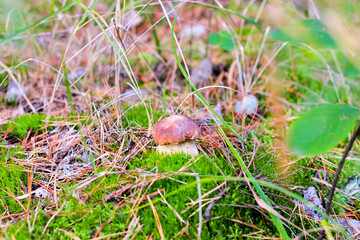 mushroom in the grass