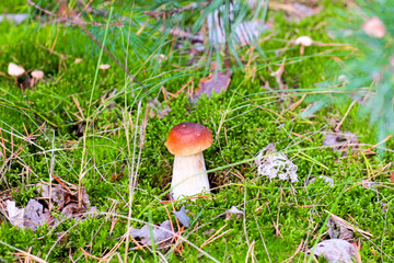 mushroom in the grass