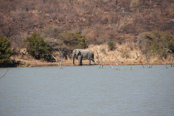 An African landscape with a solitary bush elephant bull at a dam.