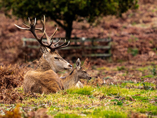UK - Leicestershire - Bradgate Park
