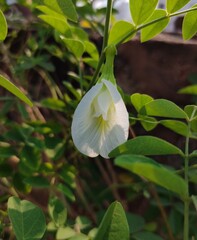 white butterfly flower