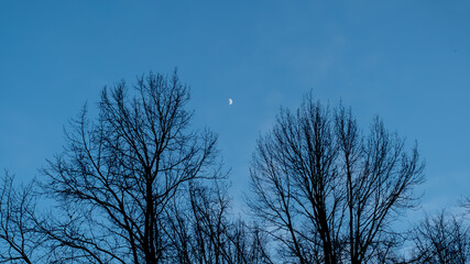 silhouette of a tree under blue sky and half moon in winter