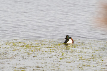 Male Northern Shoveler Duck Floating on Water