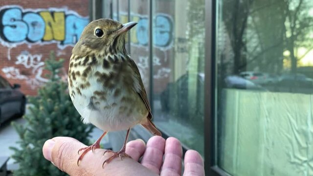bird on hand on city street