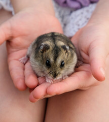 Girl holding a hamster in her arms