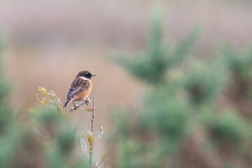Stonechat Perched on a Bush
