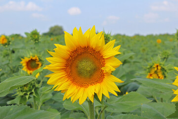 Sunflower flower close up