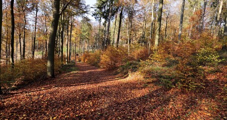 Herbstwald