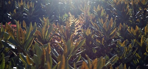 Fototapeta na wymiar plants in the sun