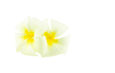 Plumeria flower