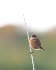 Stonechat Perched on a Reed