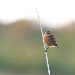 Stonechat Perched on a Reed