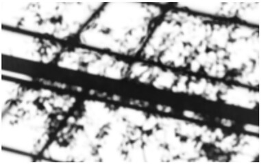 Fototapeta premium Trees and architectural elements shadows