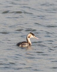 Great Crested Grebe Floating on Water