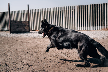An active dog spends time on the dog Playground in the fresh air in nature. A large black German shepherd dog is preparing to jump.