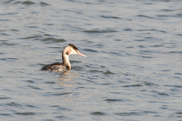 Great Crested Grebe Floating on Water