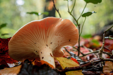 mushroom grop in the forest with yellow autumn background
