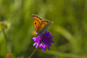 Fototapeta na wymiar Orange and blue butterfly on a purple wildflower in nature, natural background.