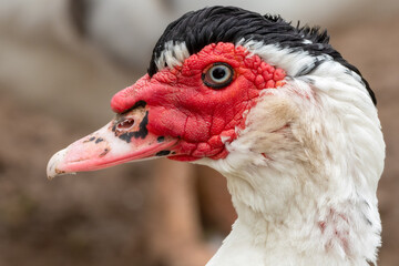 Muscovy Duck Close up Side Profile