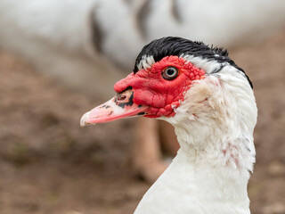 Muscovy Duck Close up Side Profile