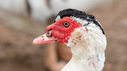 Muscovy Duck Close up Side Profile