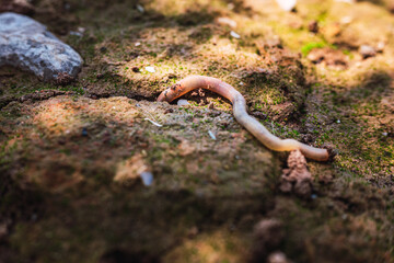 Wet earthworm digging in a dirt orchard.